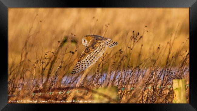 Barn Owl down low on a summers day in Lancashire. Framed Print by Ste Jones