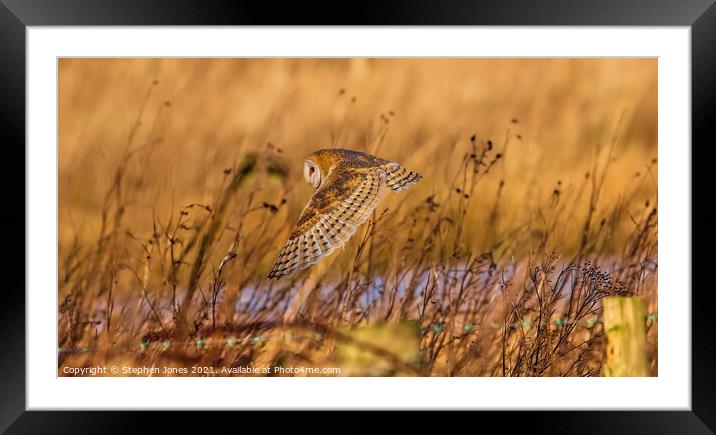Barn Owl down low on a summers day in Lancashire. Framed Mounted Print by Ste Jones
