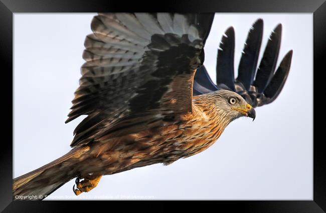 Red Kite Close Pass Framed Print by Ste Jones