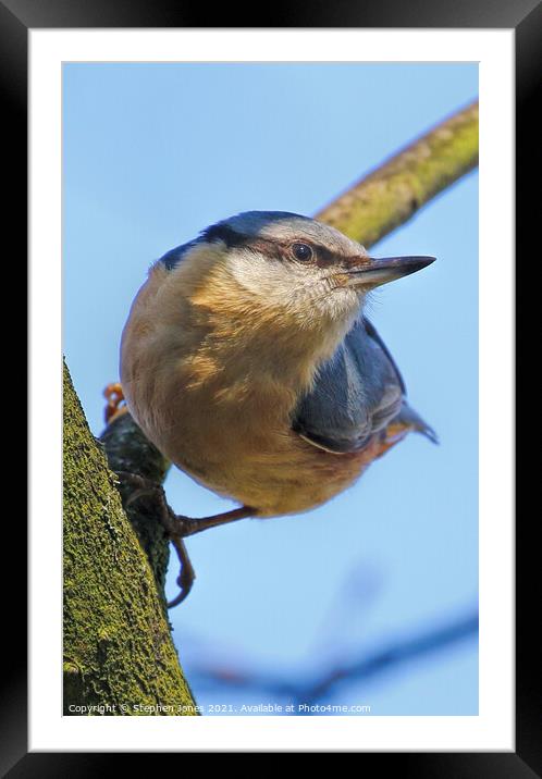 Inquisitive Nuthatch Framed Mounted Print by Ste Jones