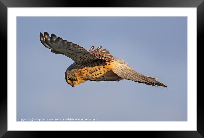 Kestrel Hunting In The Hover Framed Mounted Print by Ste Jones