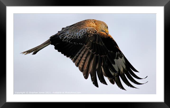 Red Kite In Flight  Framed Mounted Print by Ste Jones