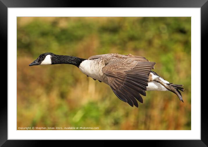 Canada Goose Low Pass Framed Mounted Print by Ste Jones