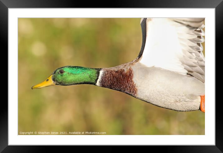 Mallard Duck Close Pass Framed Mounted Print by Ste Jones