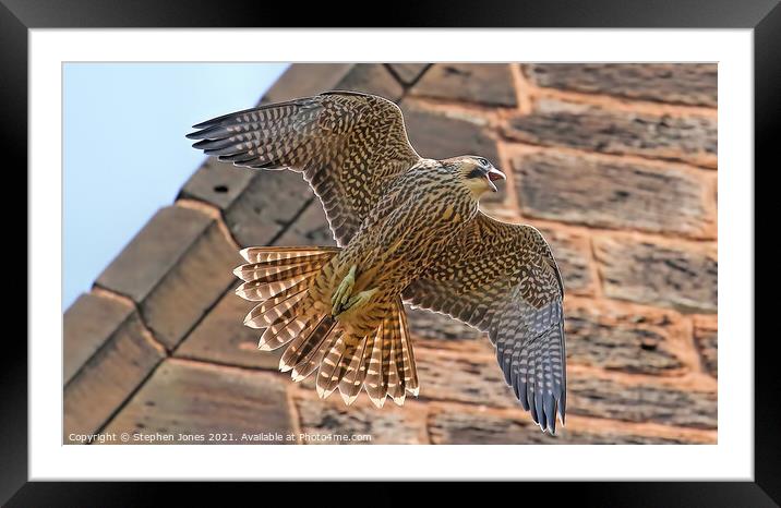 Vocal Peregrine Falcon In Flight Framed Mounted Print by Ste Jones