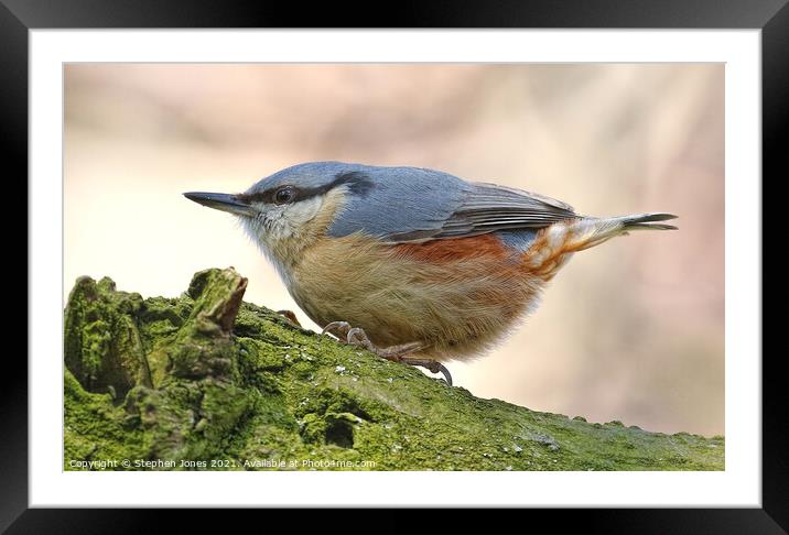 A Chubby Little Nuthatch Clinging To A Tree Branch In Merseyside Framed Mounted Print by Ste Jones