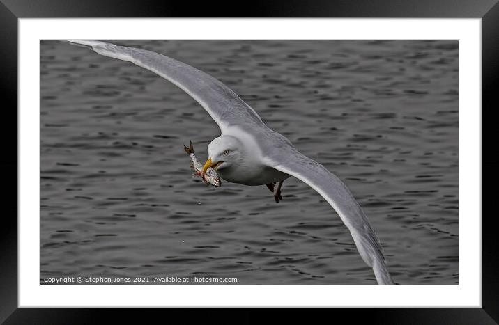 Gull With Fish Framed Mounted Print by Ste Jones