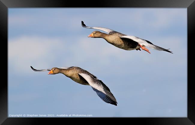 Greylag Geese In Flight Framed Print by Ste Jones