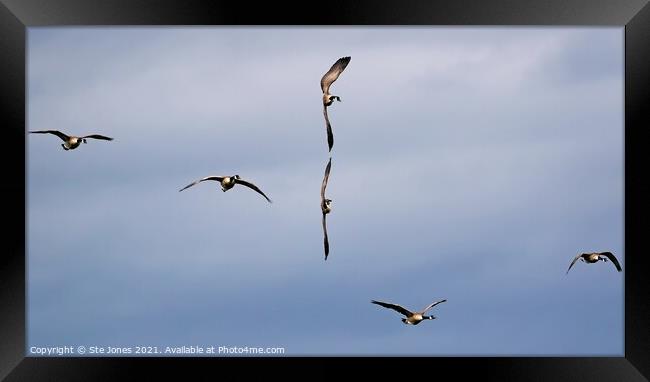 Maverick and Goose Framed Print by Ste Jones