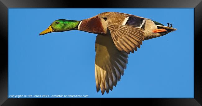 Mallard Duck Close Pass Framed Print by Ste Jones