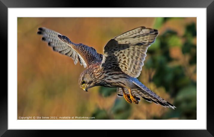 Female Kestrel In The Hover Framed Mounted Print by Ste Jones