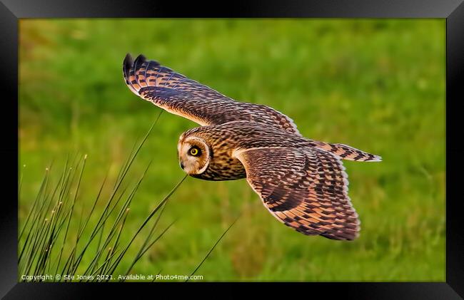 Short Eared Owl In Low Flight Framed Print by Ste Jones