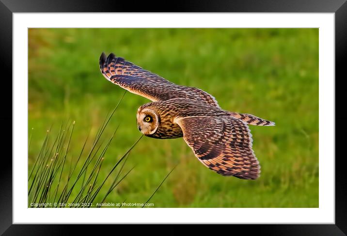Short Eared Owl In Low Flight Framed Mounted Print by Ste Jones