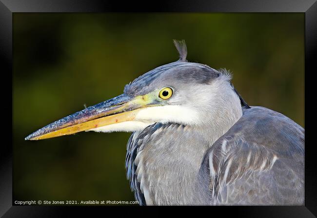 Klaus The Heron Framed Print by Ste Jones