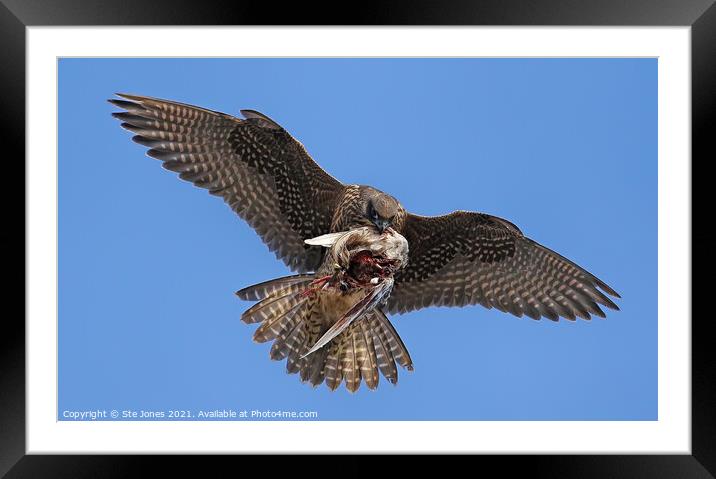 Peregrine Falcon In Flight With Prey Framed Mounted Print by Ste Jones