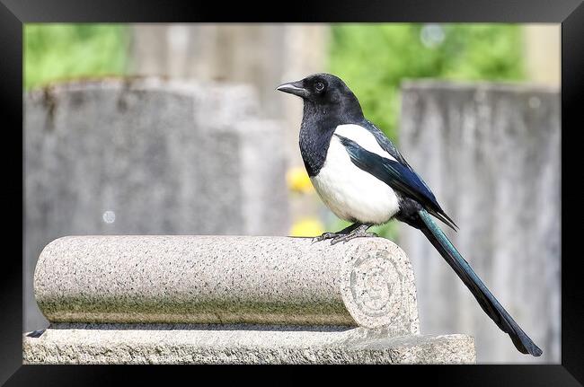 Magpie Perched Atop A Headstone. Framed Print by Ste Jones