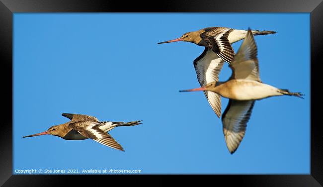 Bar Tailed Godwits In Flight Framed Print by Ste Jones