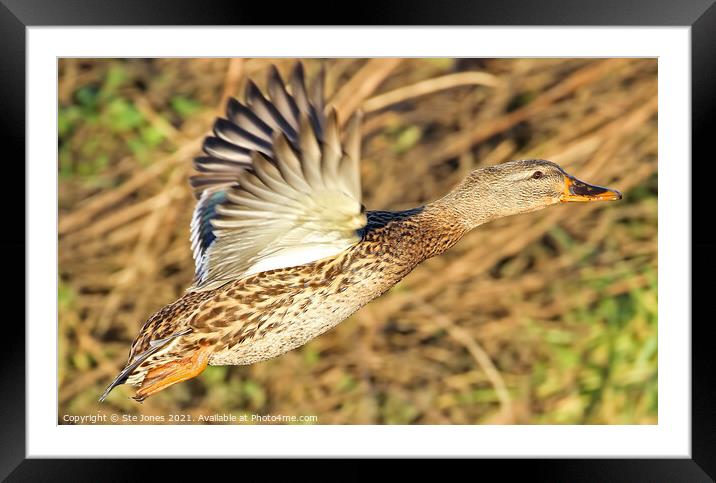 Female Mallard Duck In Flight Framed Mounted Print by Ste Jones