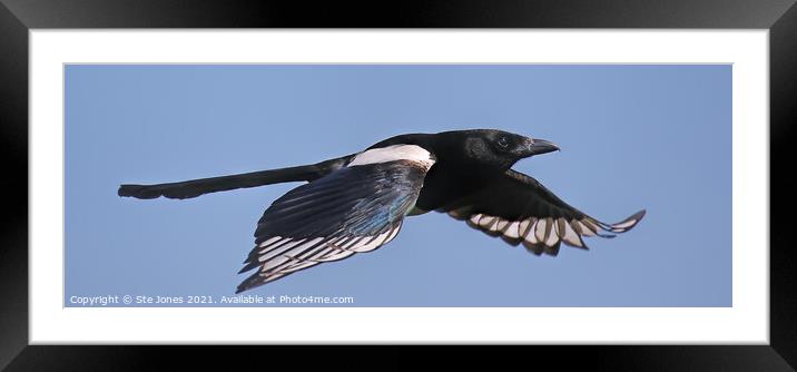 One For Sorrow Framed Mounted Print by Ste Jones