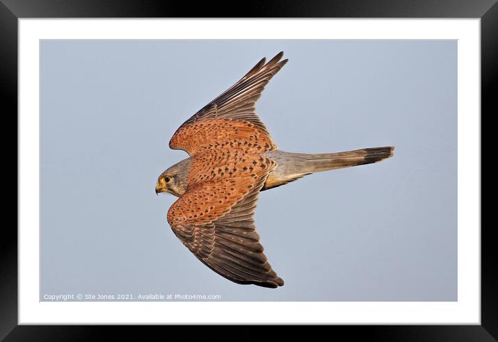 Kestrel Decent Framed Mounted Print by Ste Jones