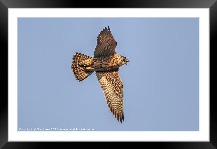 A Vocal Young Peregrine Falcon In Flight Framed Mounted Print by Ste Jones