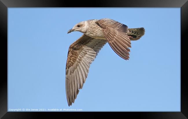 Gull In Flight Framed Print by Ste Jones