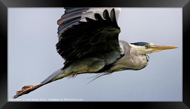 Grey Heron In Flight Framed Print by Ste Jones