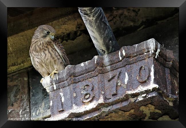 Kestrel Framed Print by Ste Jones