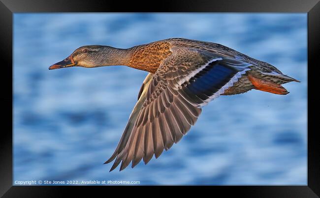 Mallard Duck InFlight Framed Print by Ste Jones