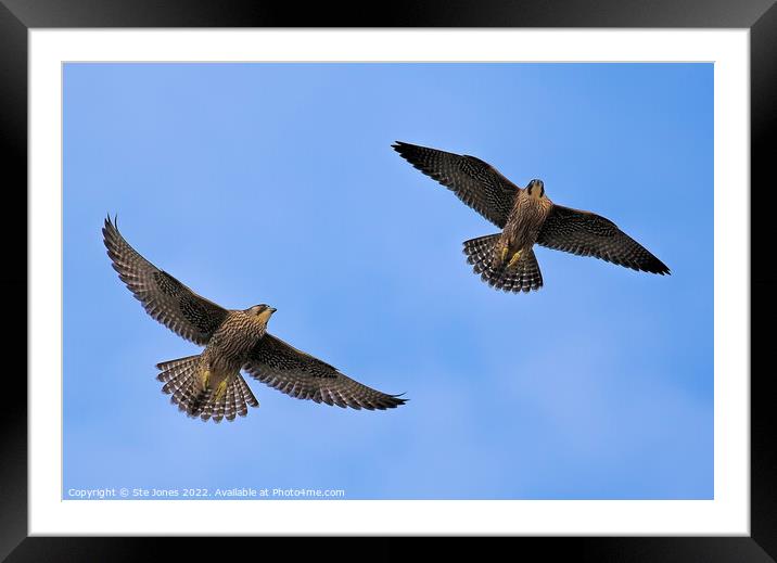 Peregrine Falcons In Flight Framed Mounted Print by Ste Jones