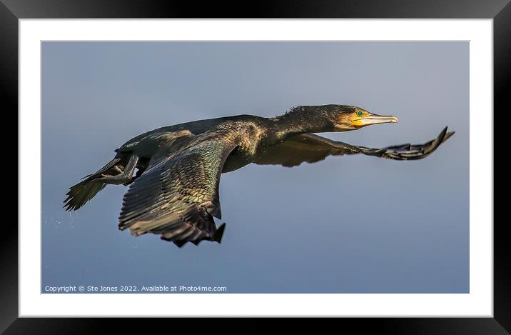 Cormorant In Flight Framed Mounted Print by Ste Jones