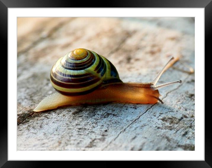 Slow and steady Framed Mounted Print by Andrew Worth