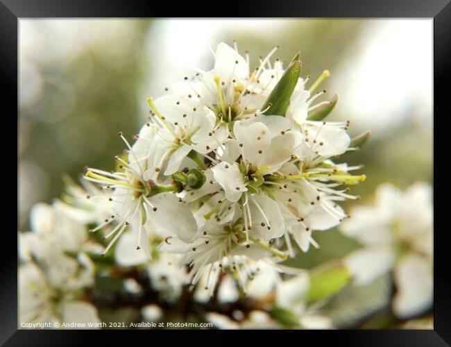 Hawthorn in bloom Framed Print by Andrew Worth