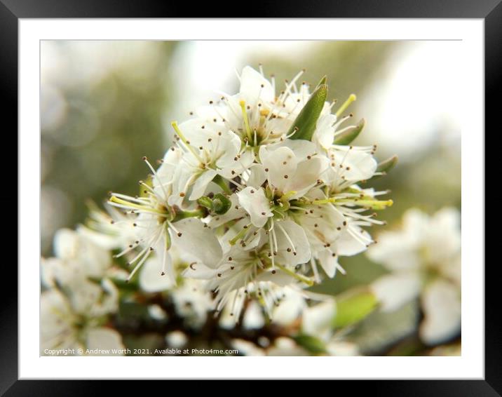 Hawthorn in bloom Framed Mounted Print by Andrew Worth
