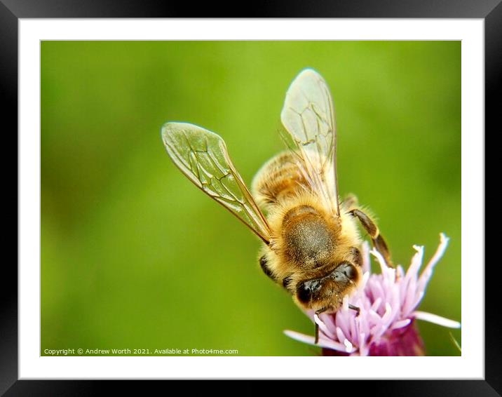 The honey bee and the thistle Framed Mounted Print by Andrew Worth