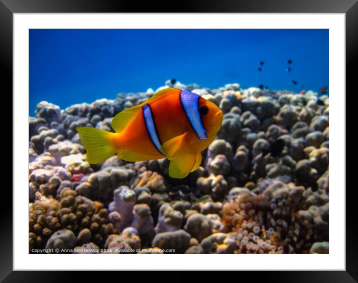 Clown fish Framed Mounted Print by Anna Sienkiewicz