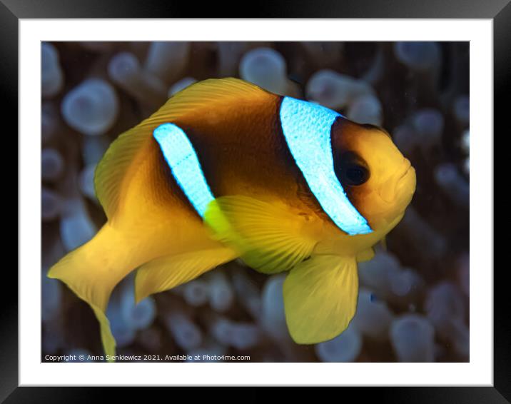 Red Sea Clownfish Framed Mounted Print by Anna Sienkiewicz