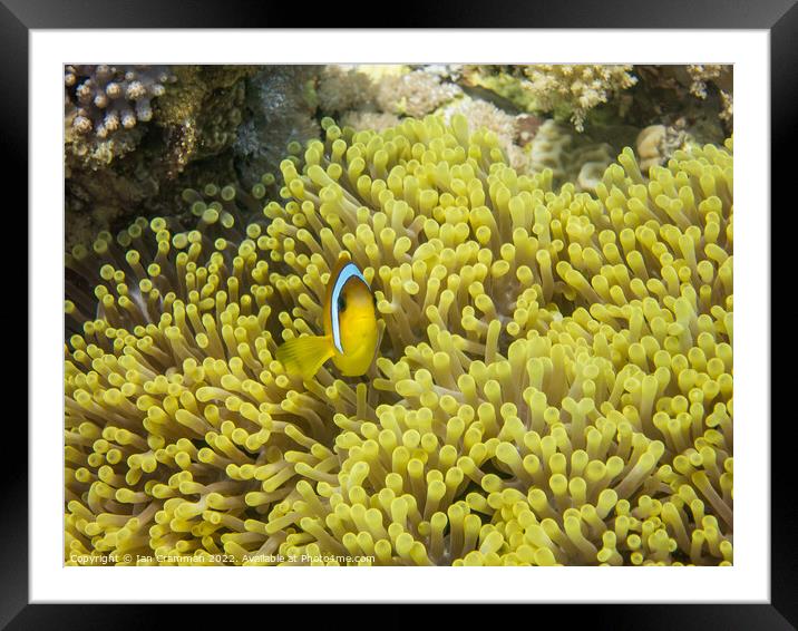 Red Sea Anemone Fish on anemone Framed Mounted Print by Ian Cramman