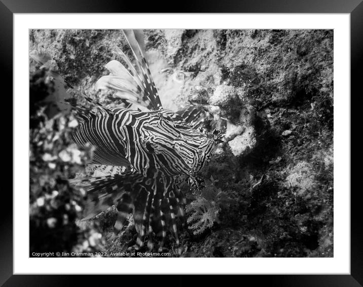 Lion fish in Mono Framed Mounted Print by Ian Cramman