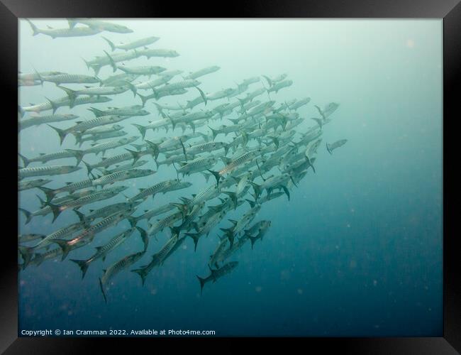 School of Barracuda  Framed Print by Ian Cramman