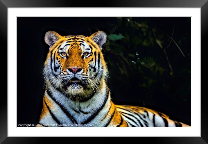 Amur Tiger Port Lympne Kent Framed Mounted Print by Mark Dillen