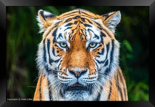 Amur Tiger Paradise Wildlife Park Framed Print by Mark Dillen