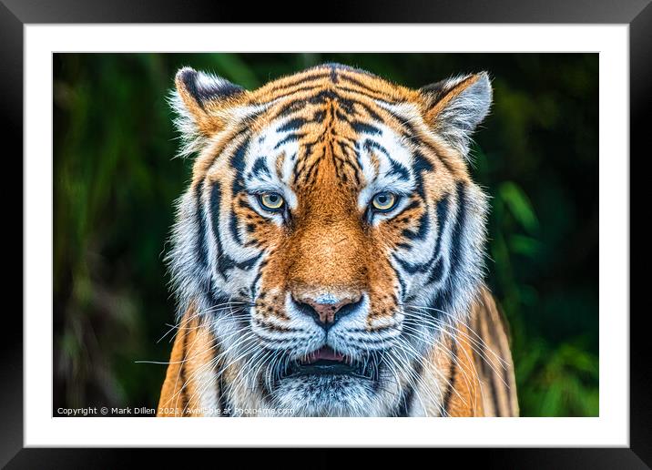 Amur Tiger Paradise Wildlife Park Framed Mounted Print by Mark Dillen