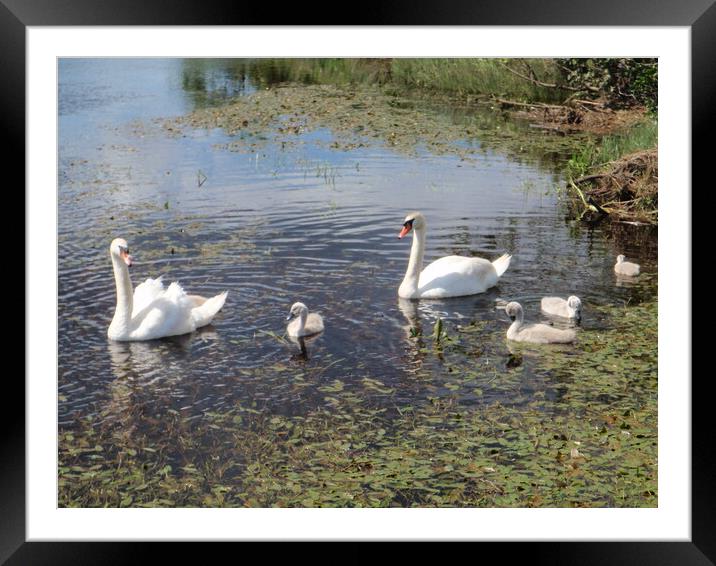 Swans and signets Framed Mounted Print by Peter Macvean