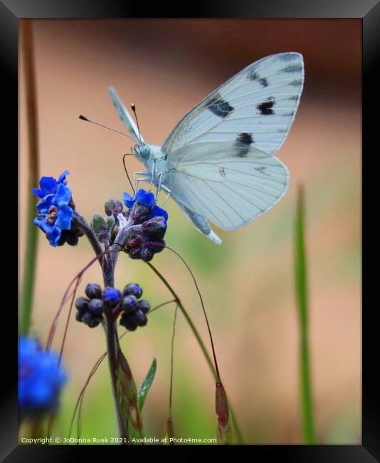 Small White Butterfly Framed Print by JoDonna Rusk