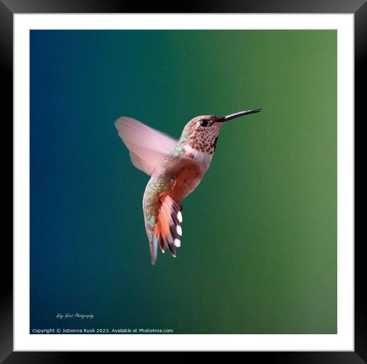 Lady Hummer Framed Mounted Print by JoDonna Rusk