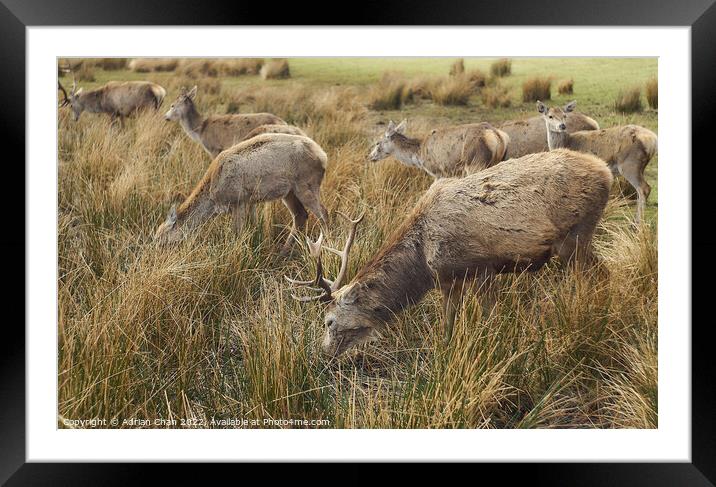 Stags grazing Framed Mounted Print by Adrian Chan