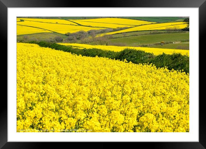 Sea of Yellow Fields Framed Mounted Print by Roy Curtis