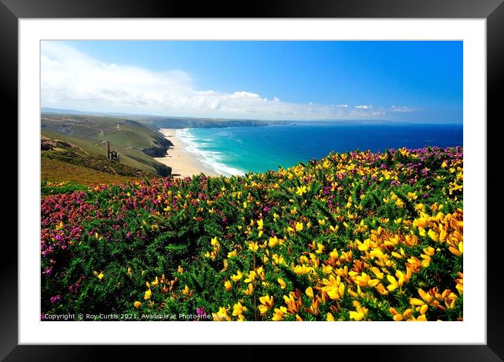 View to Wheal Coates over Gorse and Heather. Framed Mounted Print by Roy Curtis