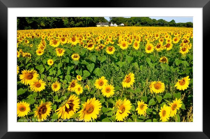 Sunflowers Framed Mounted Print by Roy Curtis